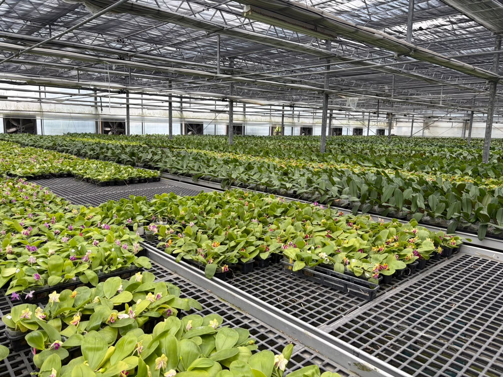 Phalaenopsis orchid greenhouse rows