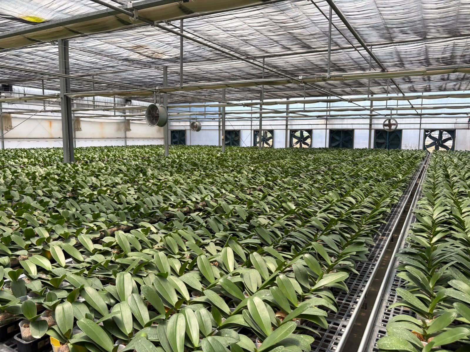 Integrated orchid production greenhouse