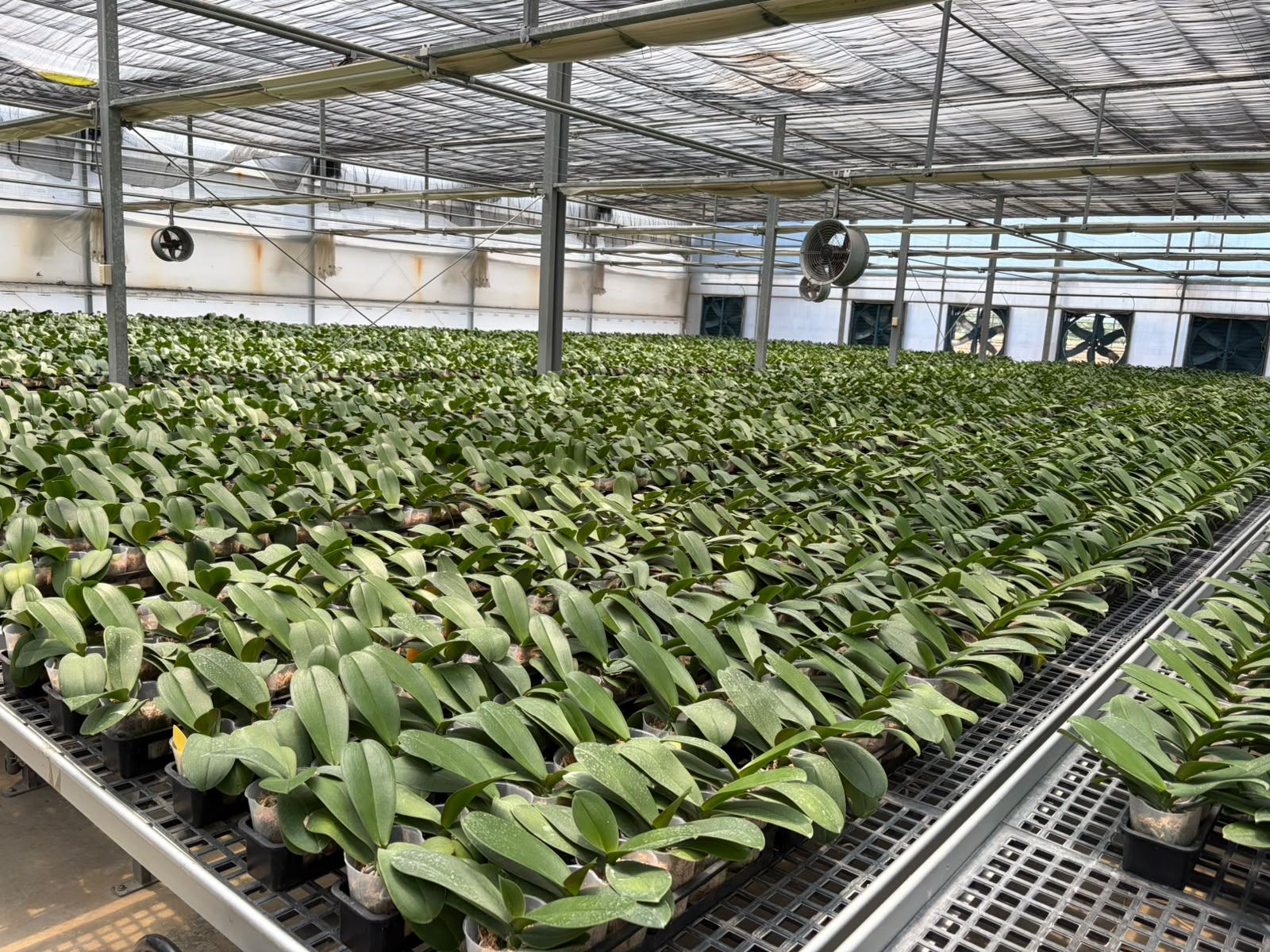 Orchid production rows
