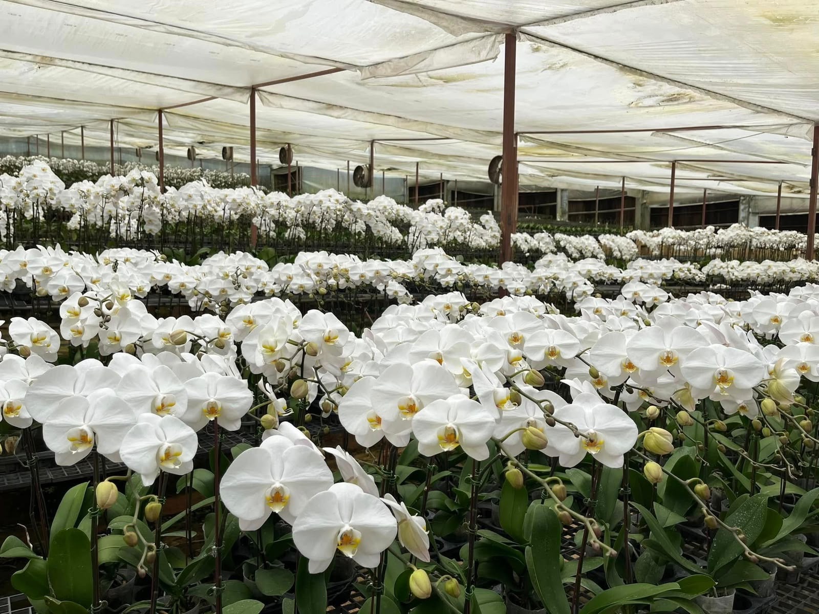 Orchid farm greenhouse