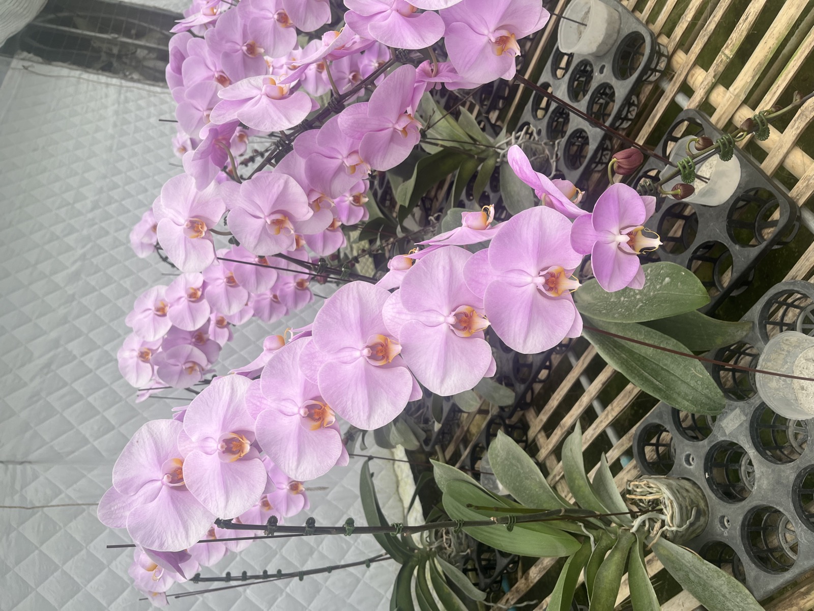 Soft Lavender