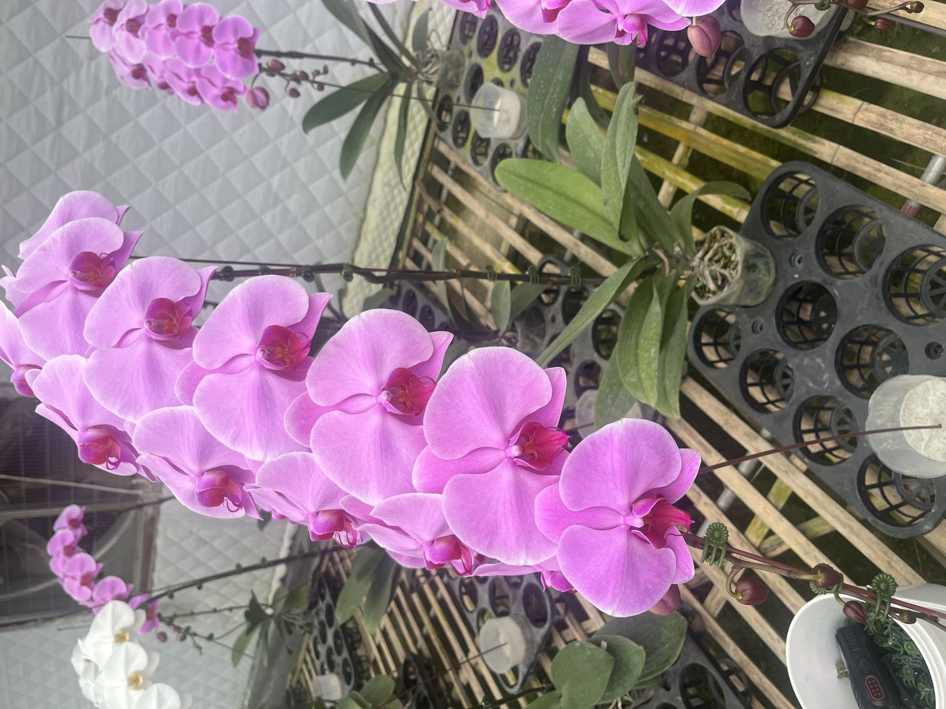 Pink Phalaenopsis in greenhouse