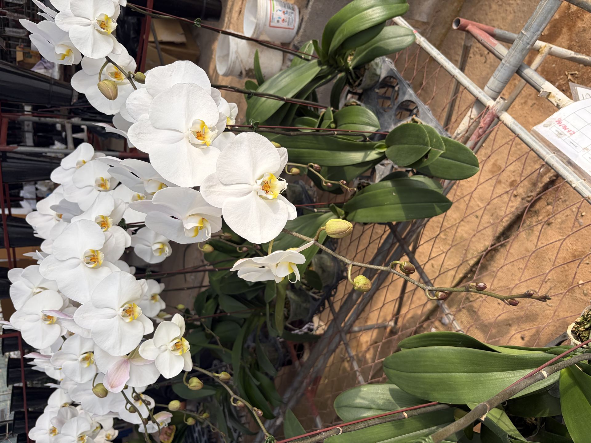 White orchids on production bench