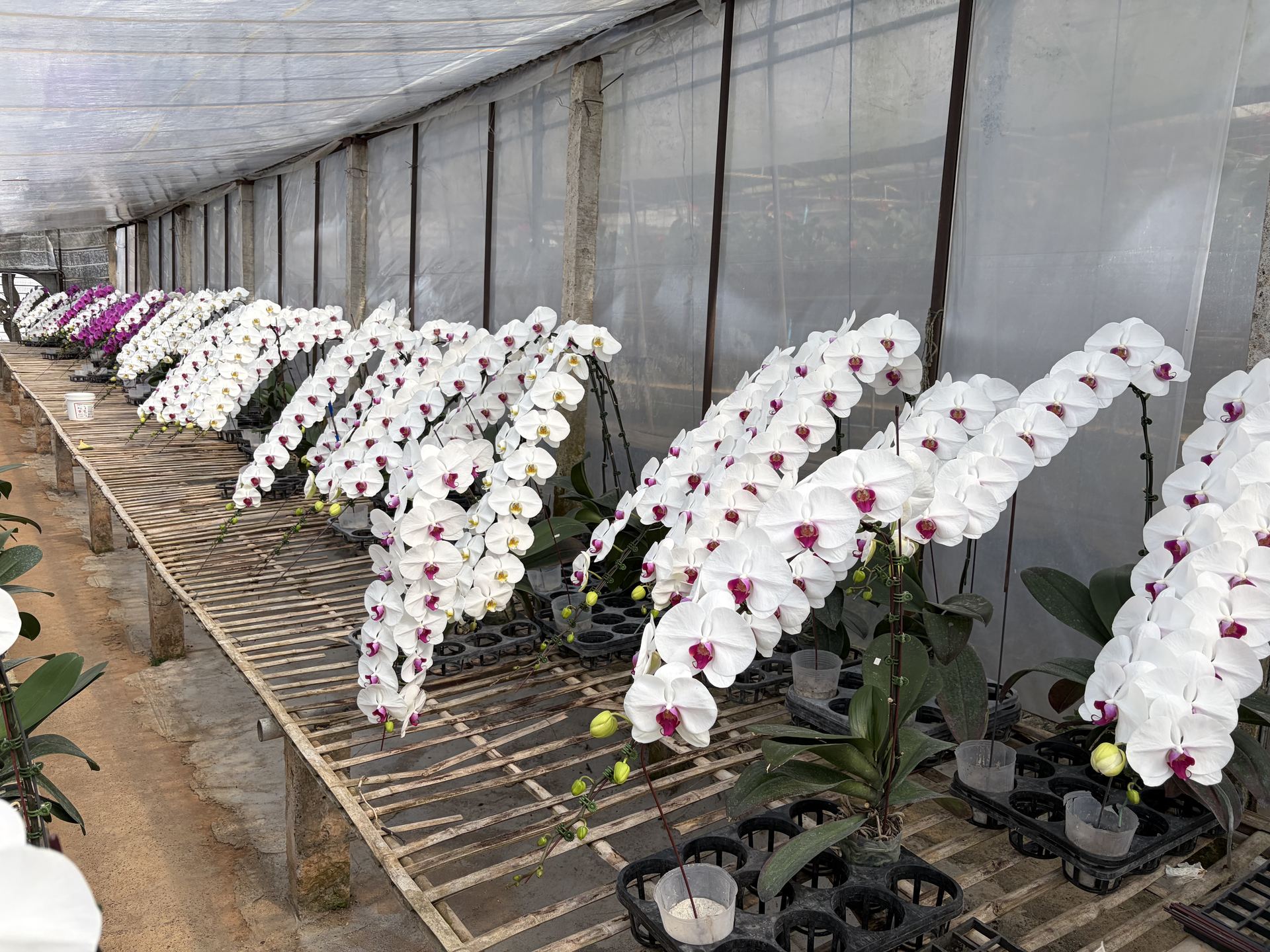 Phalaenopsis production greenhouse