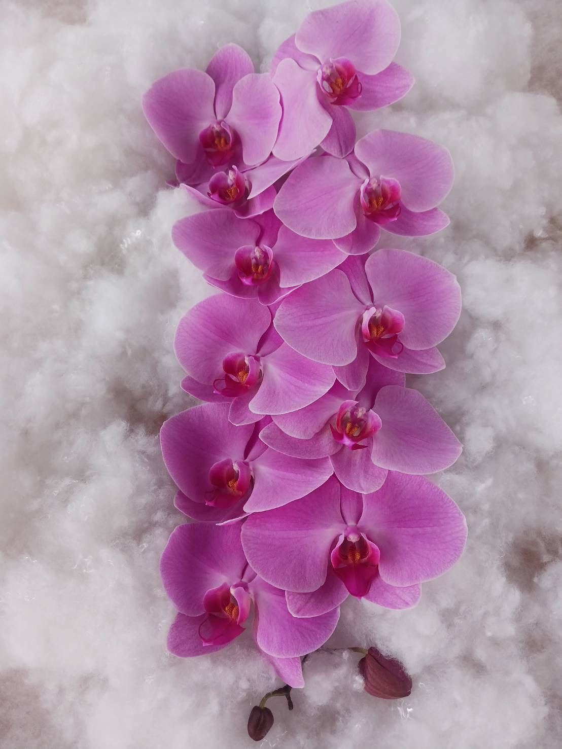 Pink Phalaenopsis quality bloom