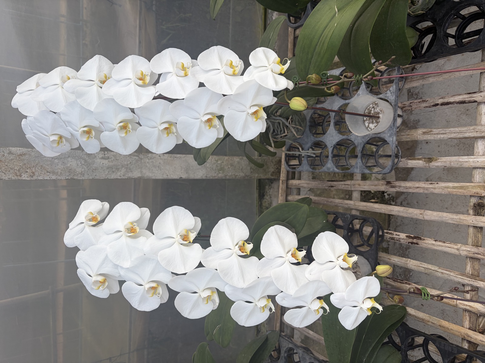 Twin White Spikes