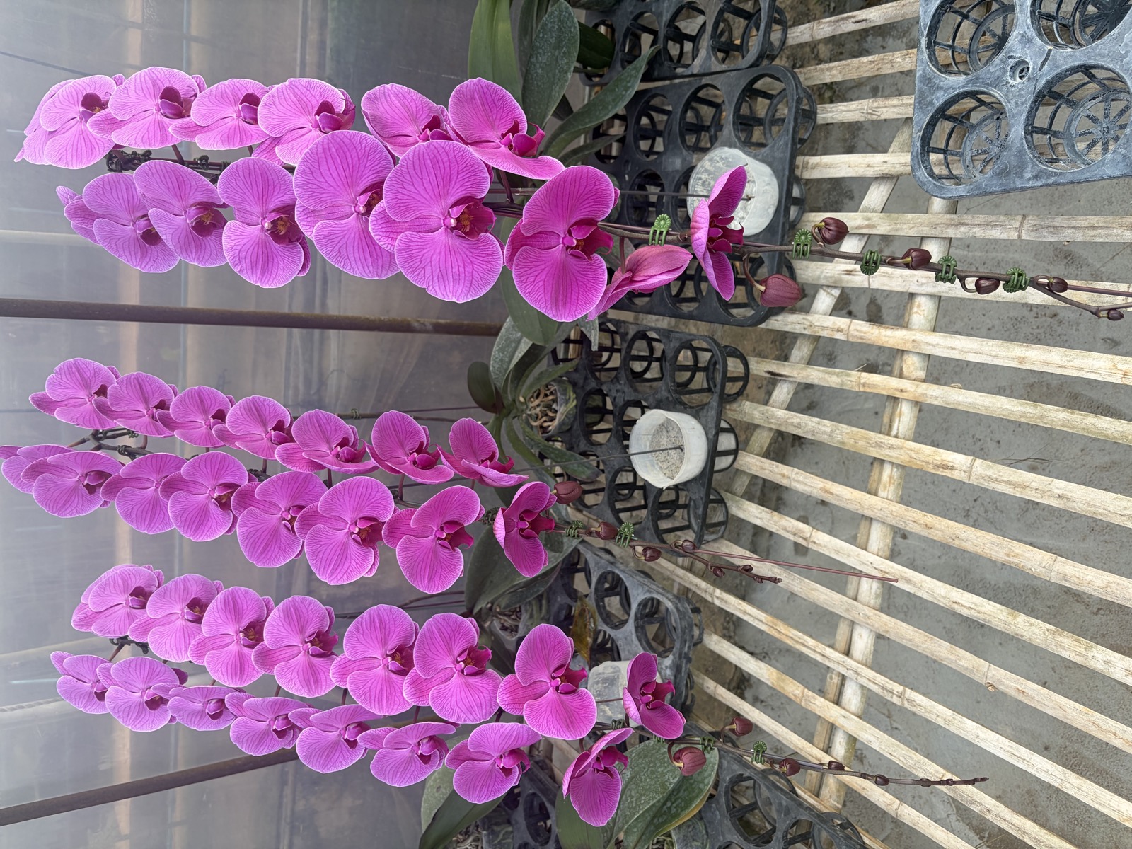 Deep Magenta