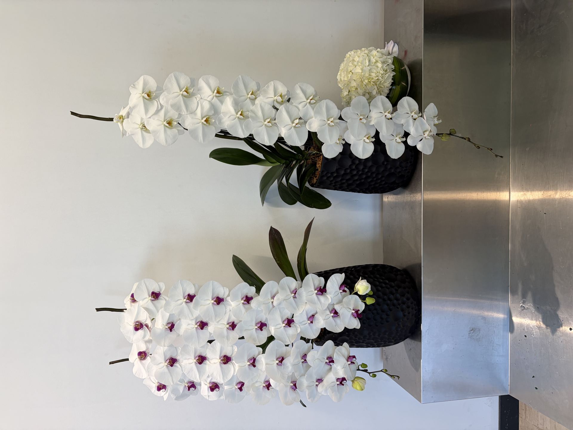 White Phalaenopsis with magenta lip
