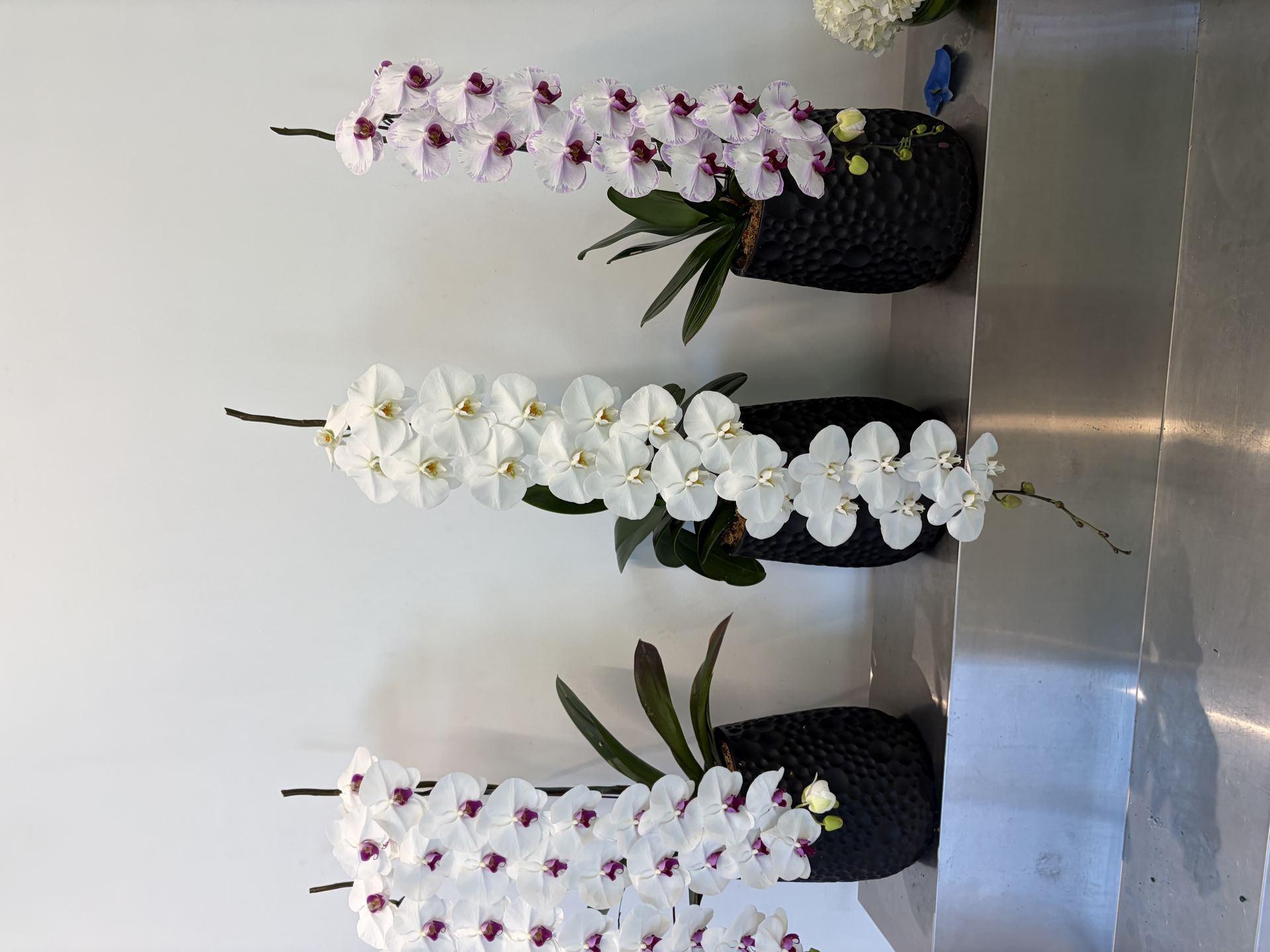 Premium white Phalaenopsis cultivar