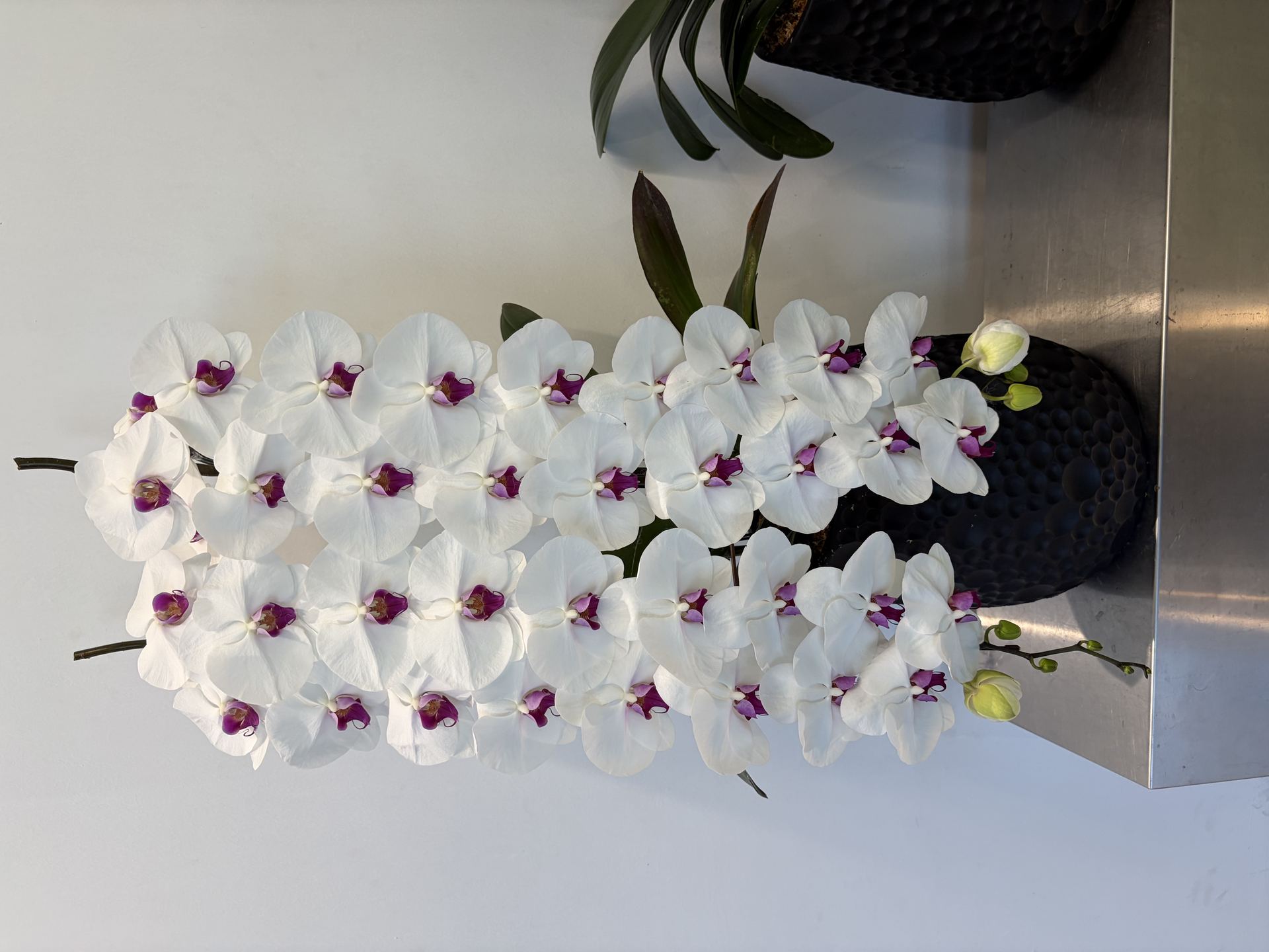 Bangkok Orchids Biotech
