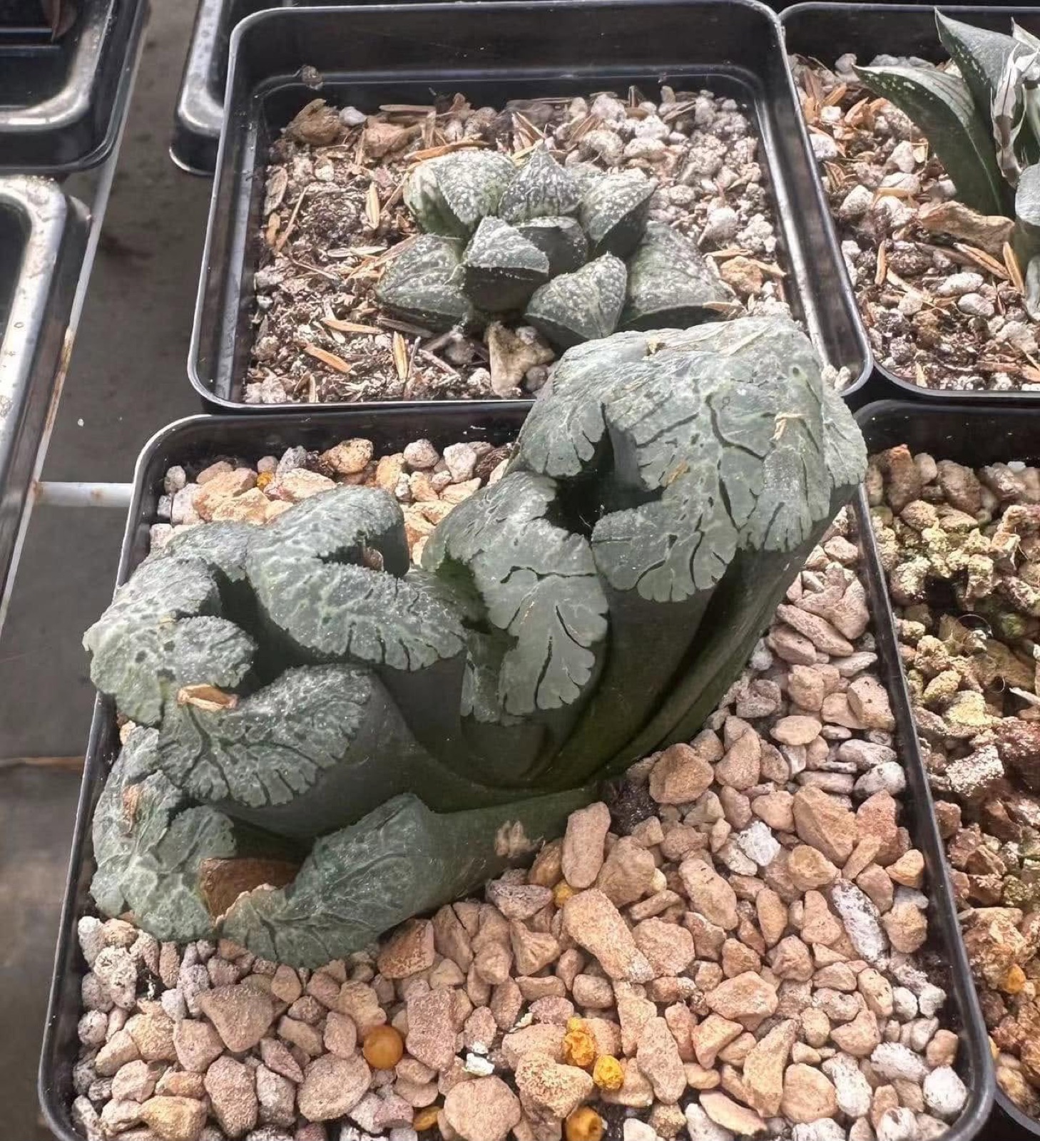 Indoor & Outdoor Plants 1