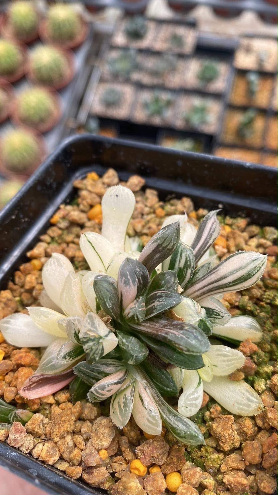 Indoor & Outdoor Plants 2
