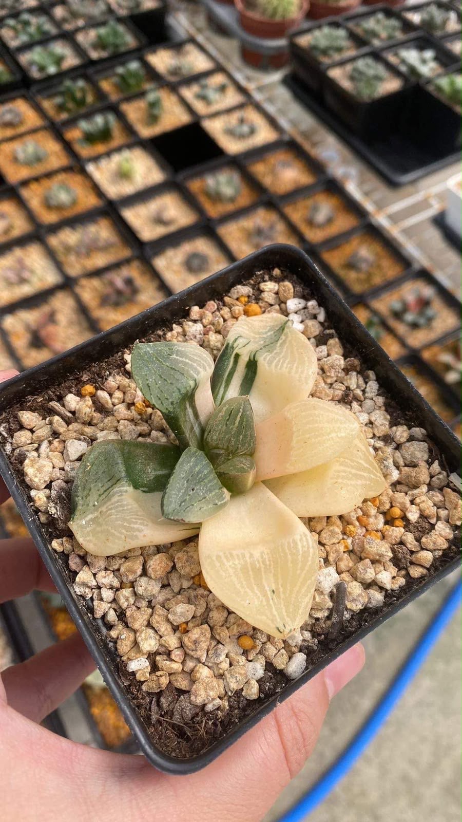 Indoor & Outdoor Plants 3