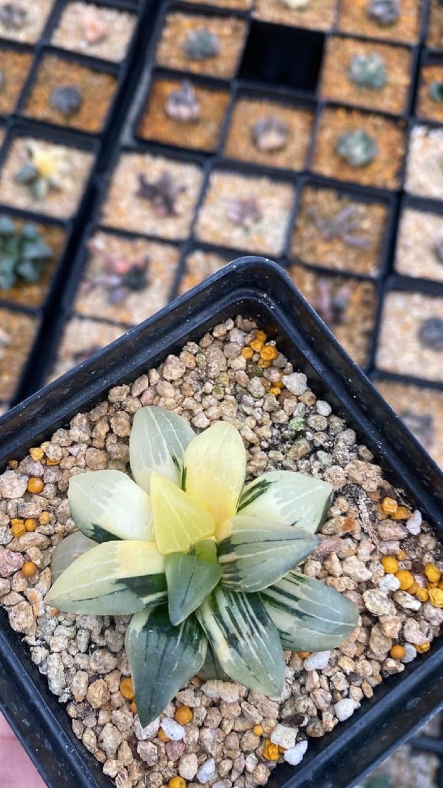Indoor & Outdoor Plants 4