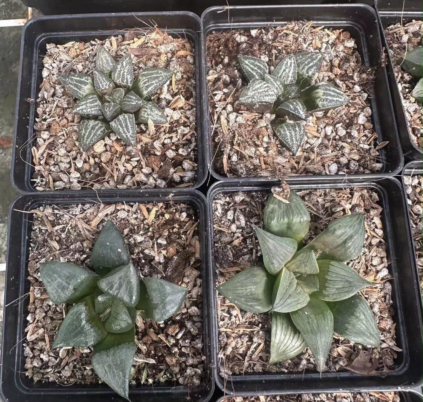 Indoor & Outdoor Plants 5
