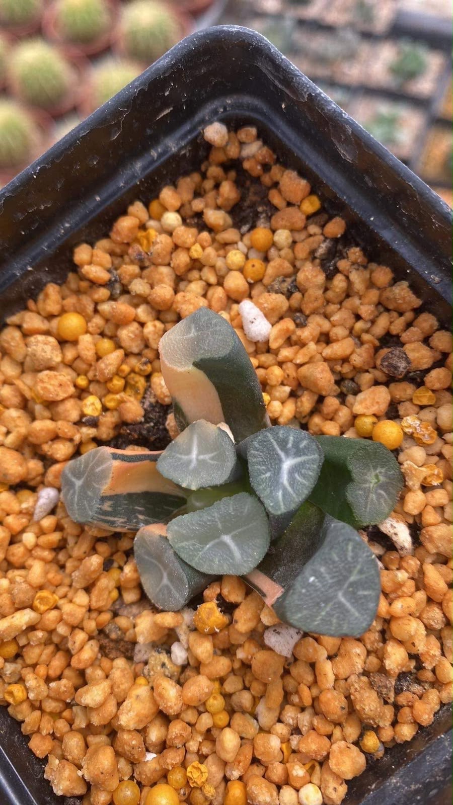 Indoor & Outdoor Plants 6