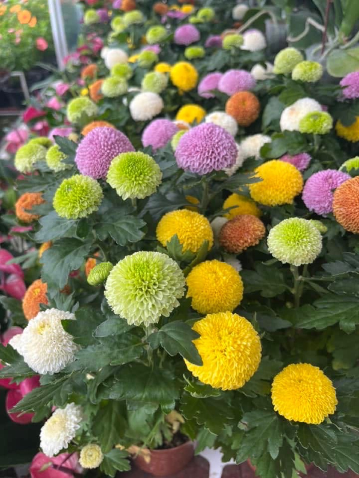 Indoor & Outdoor Plants 7