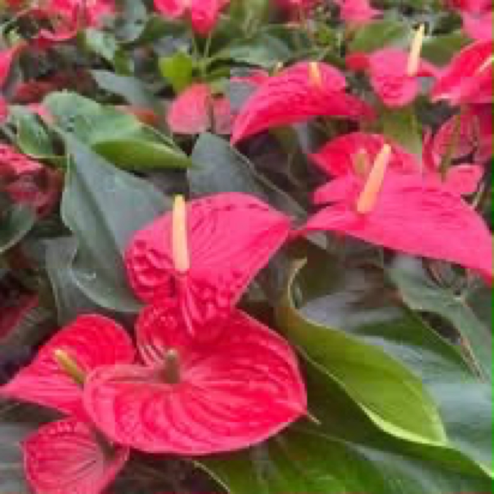 Indoor & Outdoor Plants 8