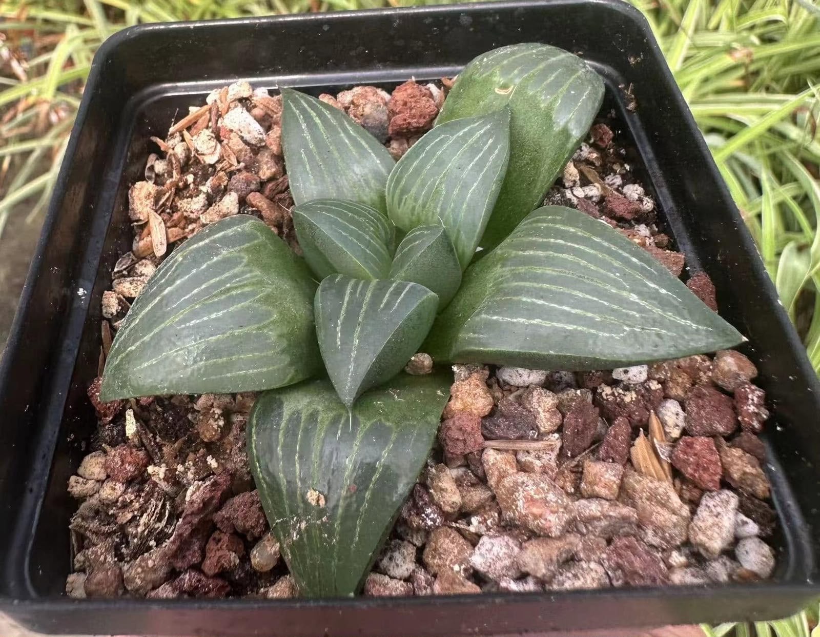 Indoor & Outdoor Plants 9