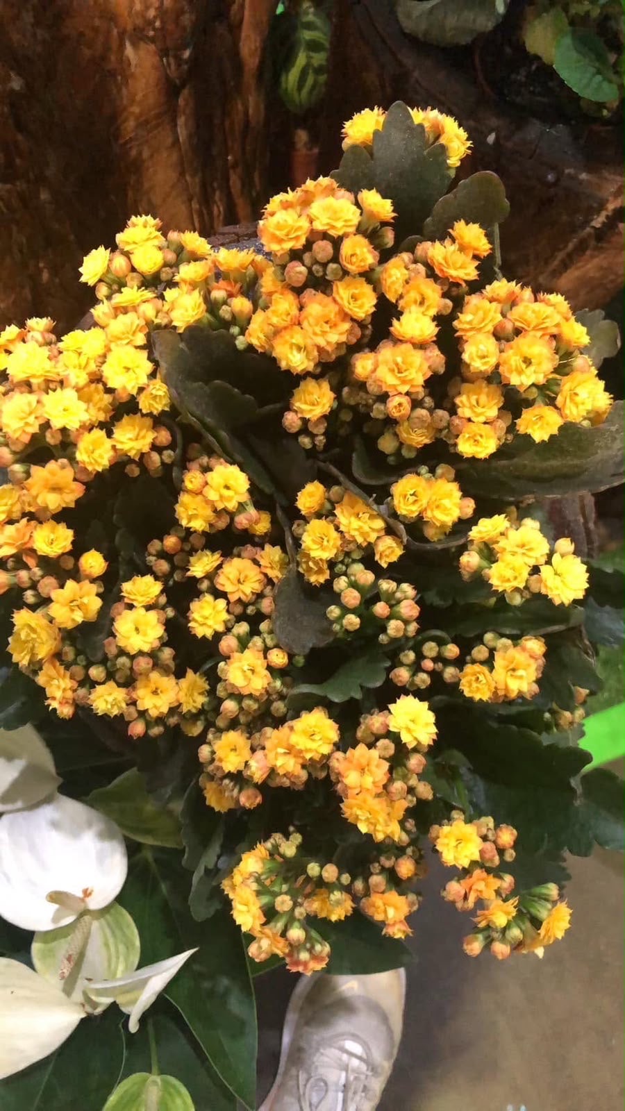 Indoor & Outdoor Plants 10