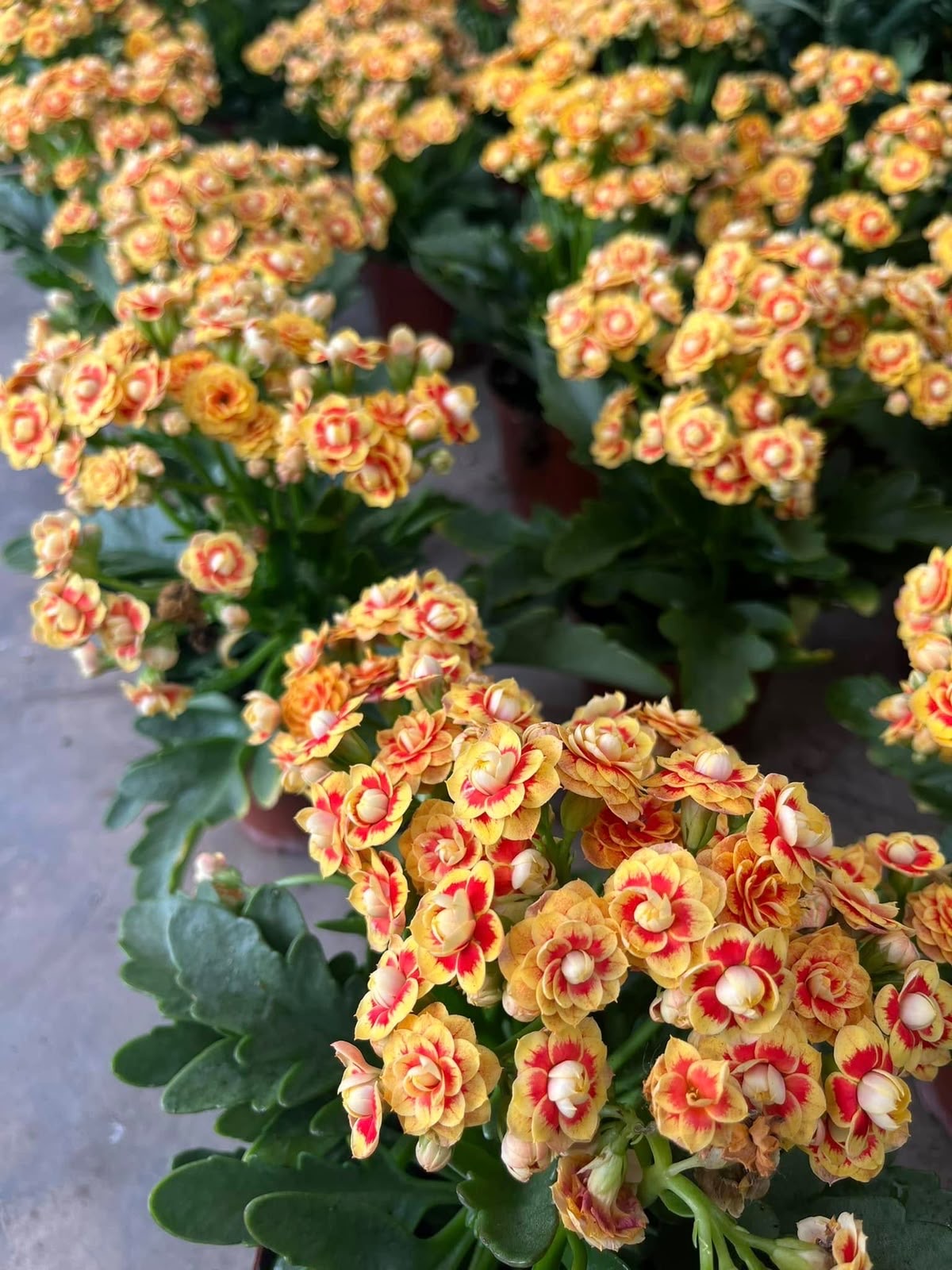 Indoor & Outdoor Plants 12