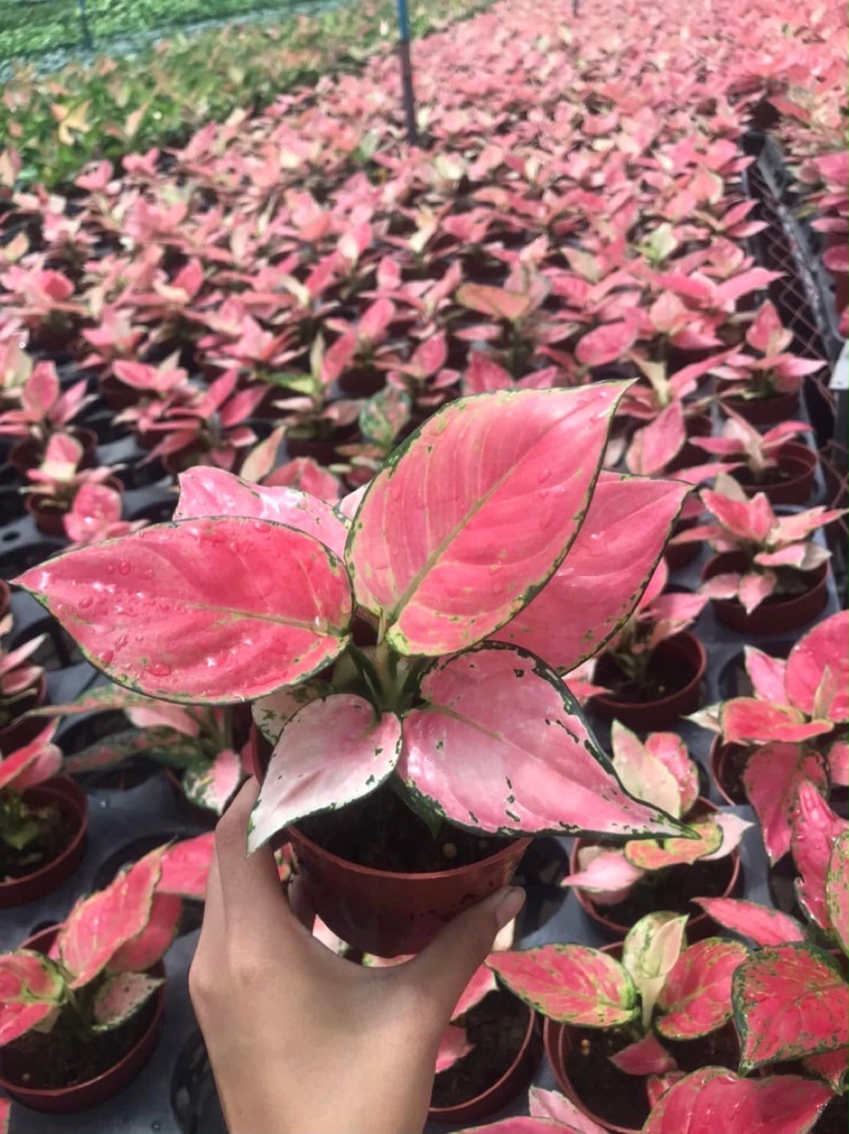 Indoor & Outdoor Plants 13
