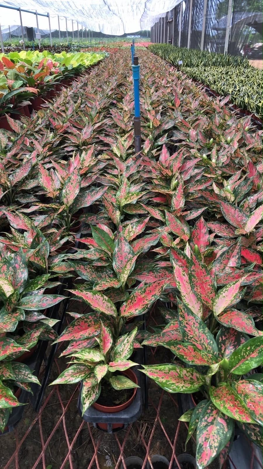 Indoor & Outdoor Plants 14