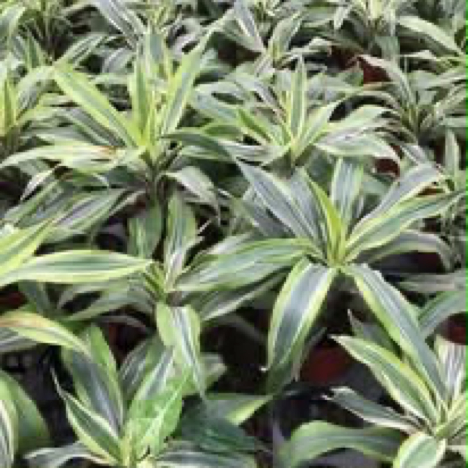 Indoor & Outdoor Plants 15