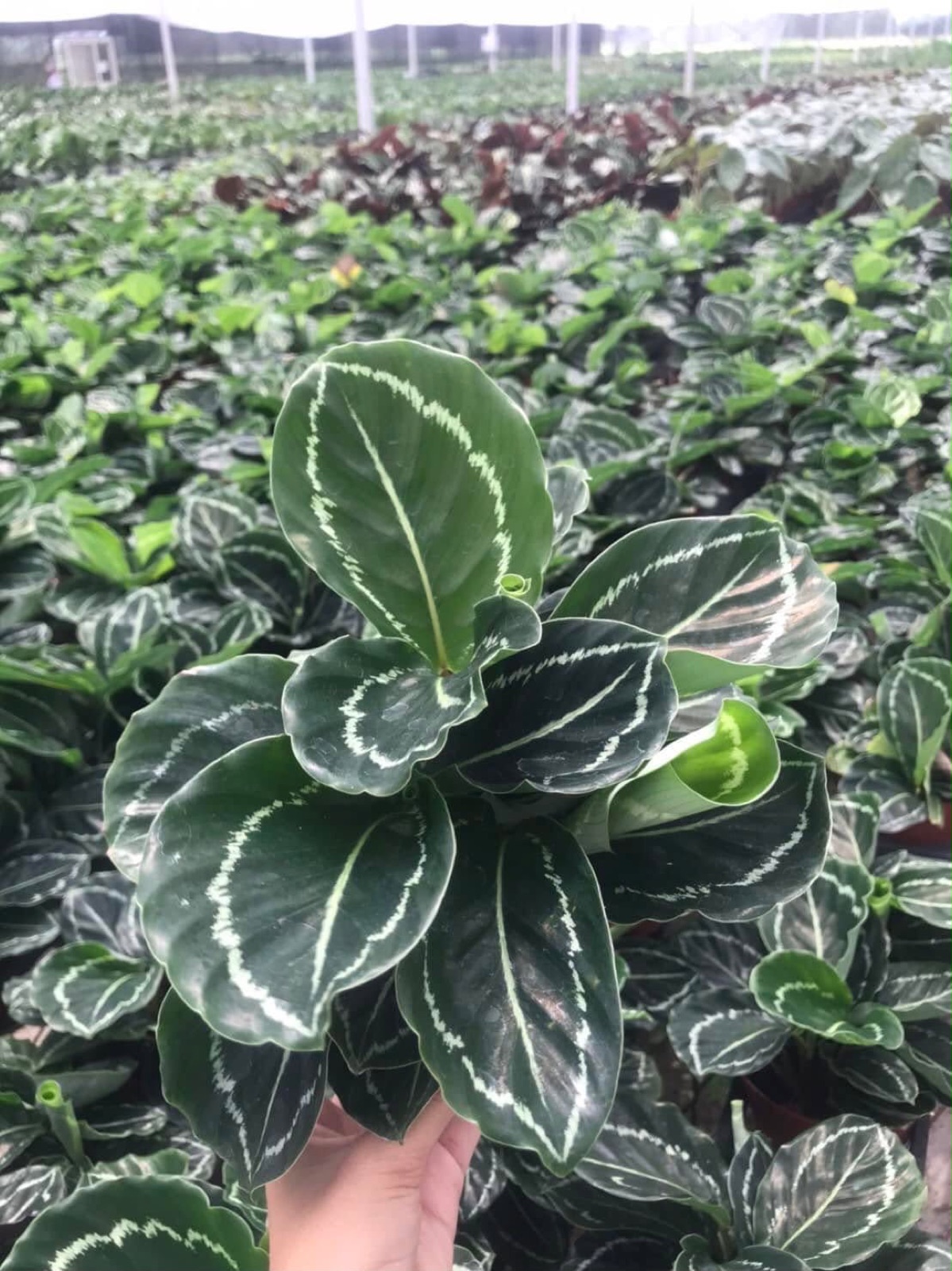 Indoor & Outdoor Plants 17
