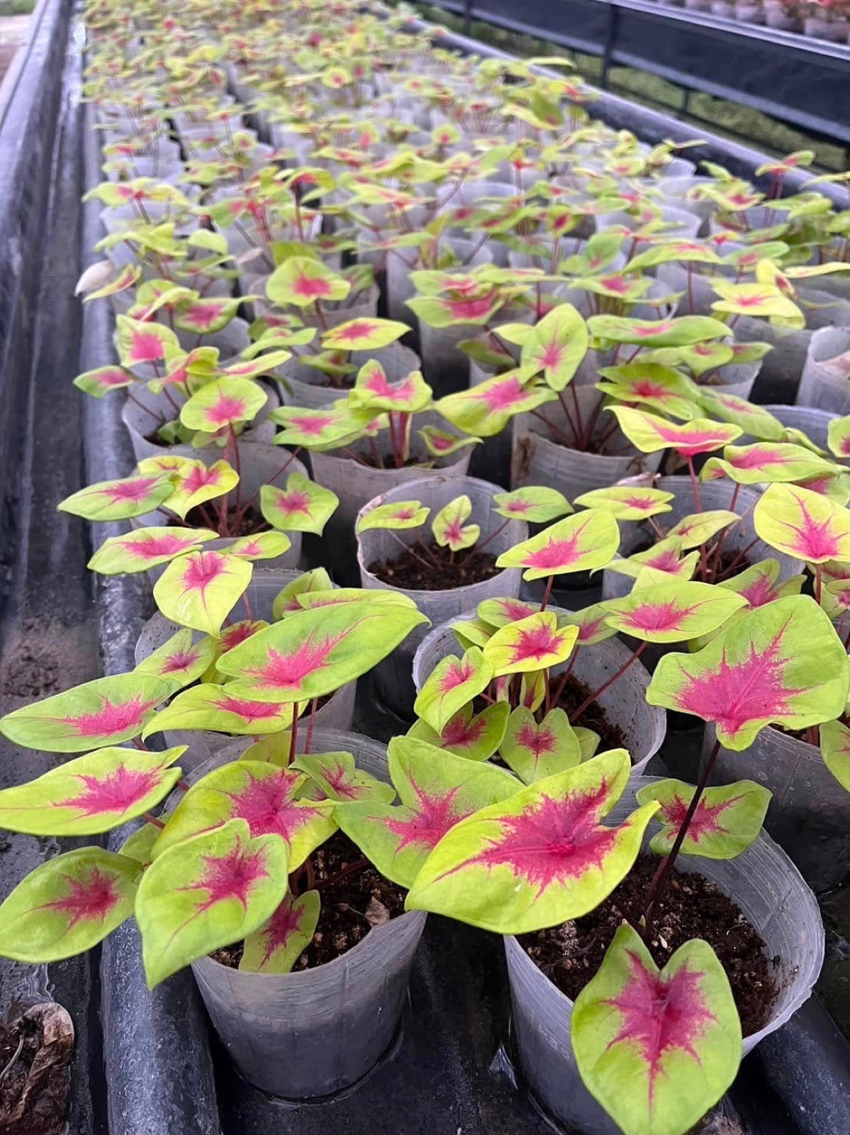 Indoor & Outdoor Plants 18