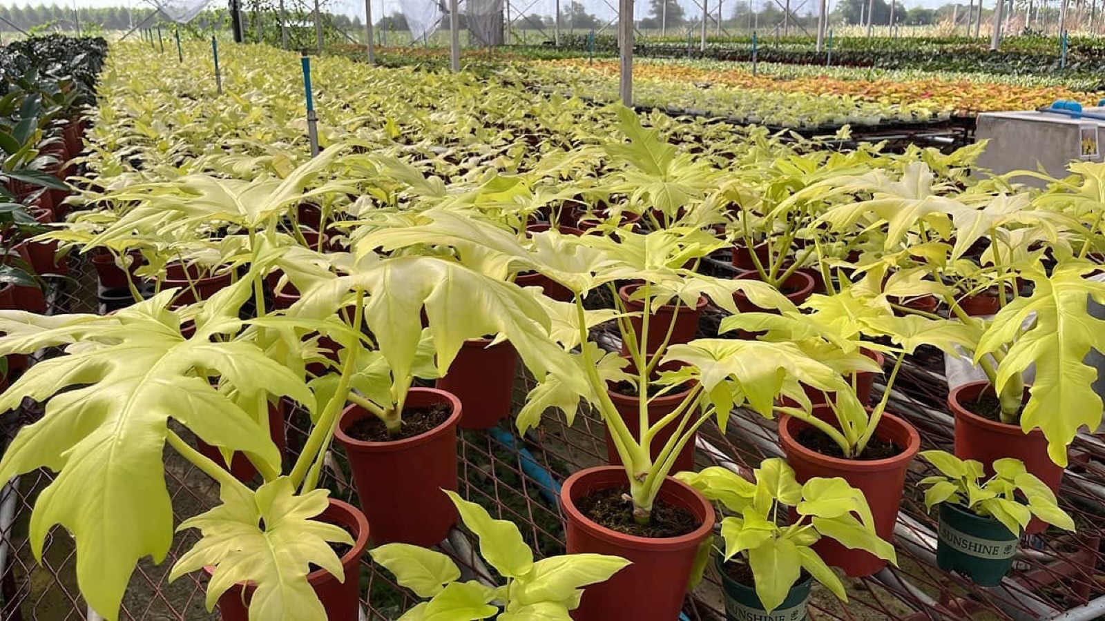 Indoor & Outdoor Plants 19