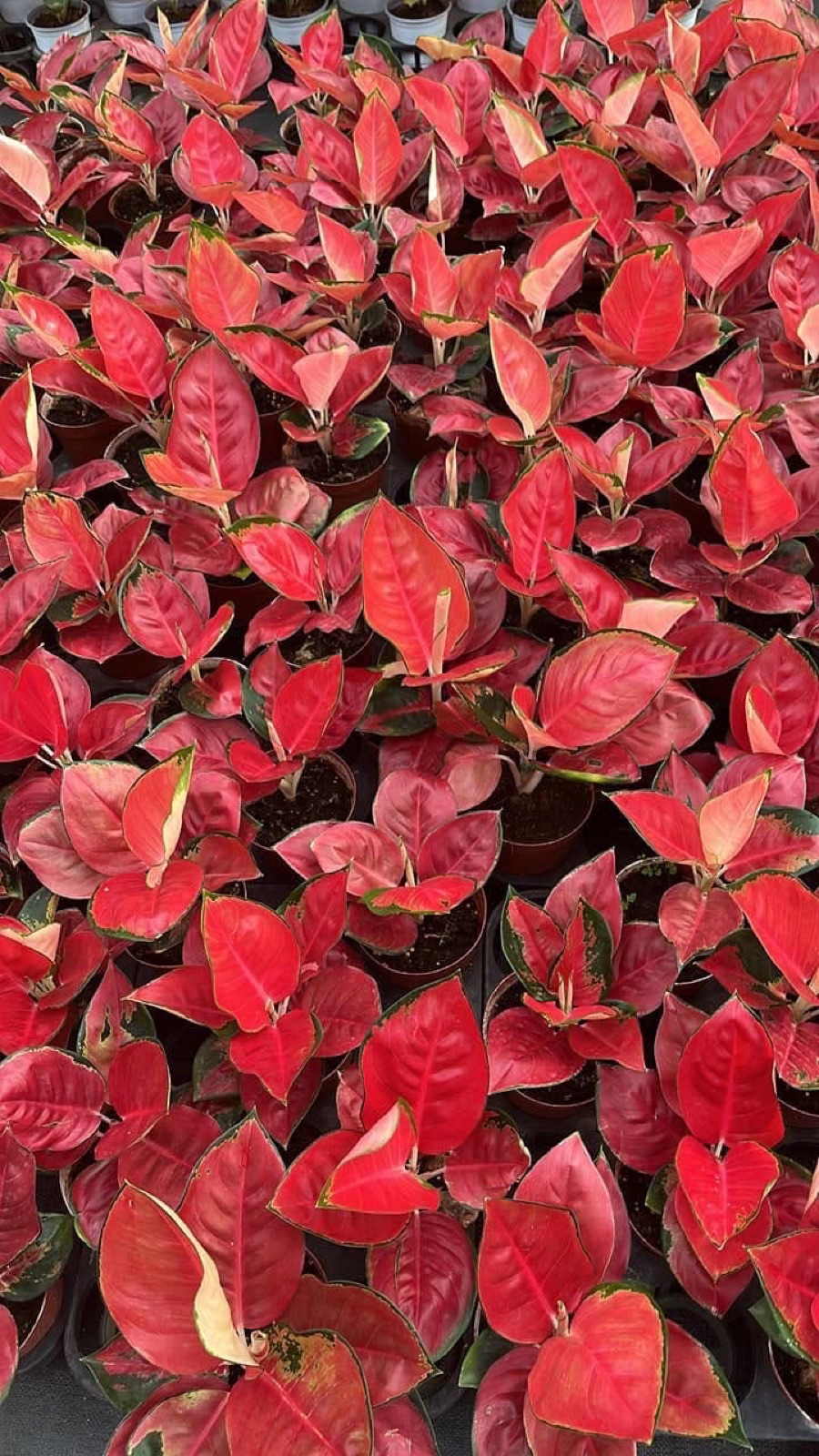 Indoor & Outdoor Plants 20