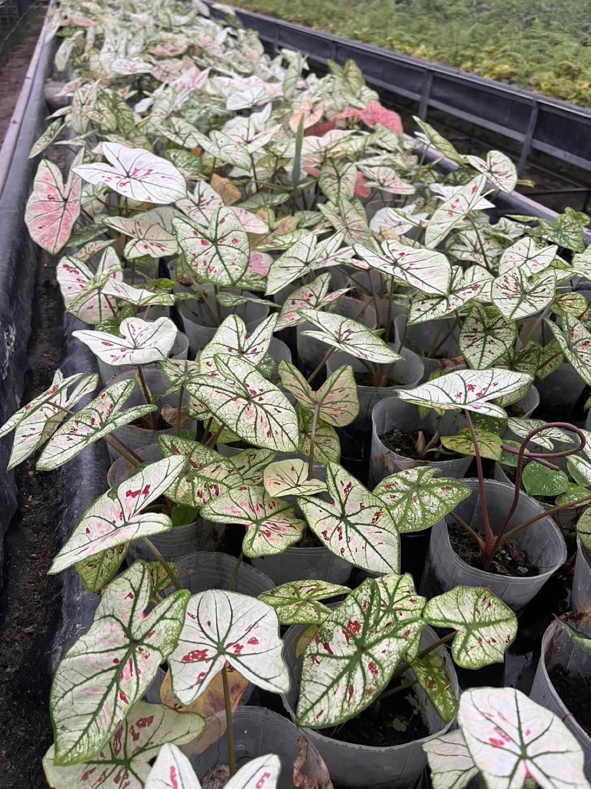 Indoor & Outdoor Plants 21