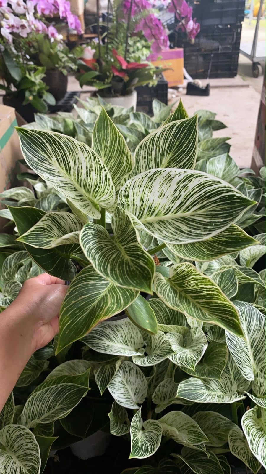 Indoor & Outdoor Plants 22