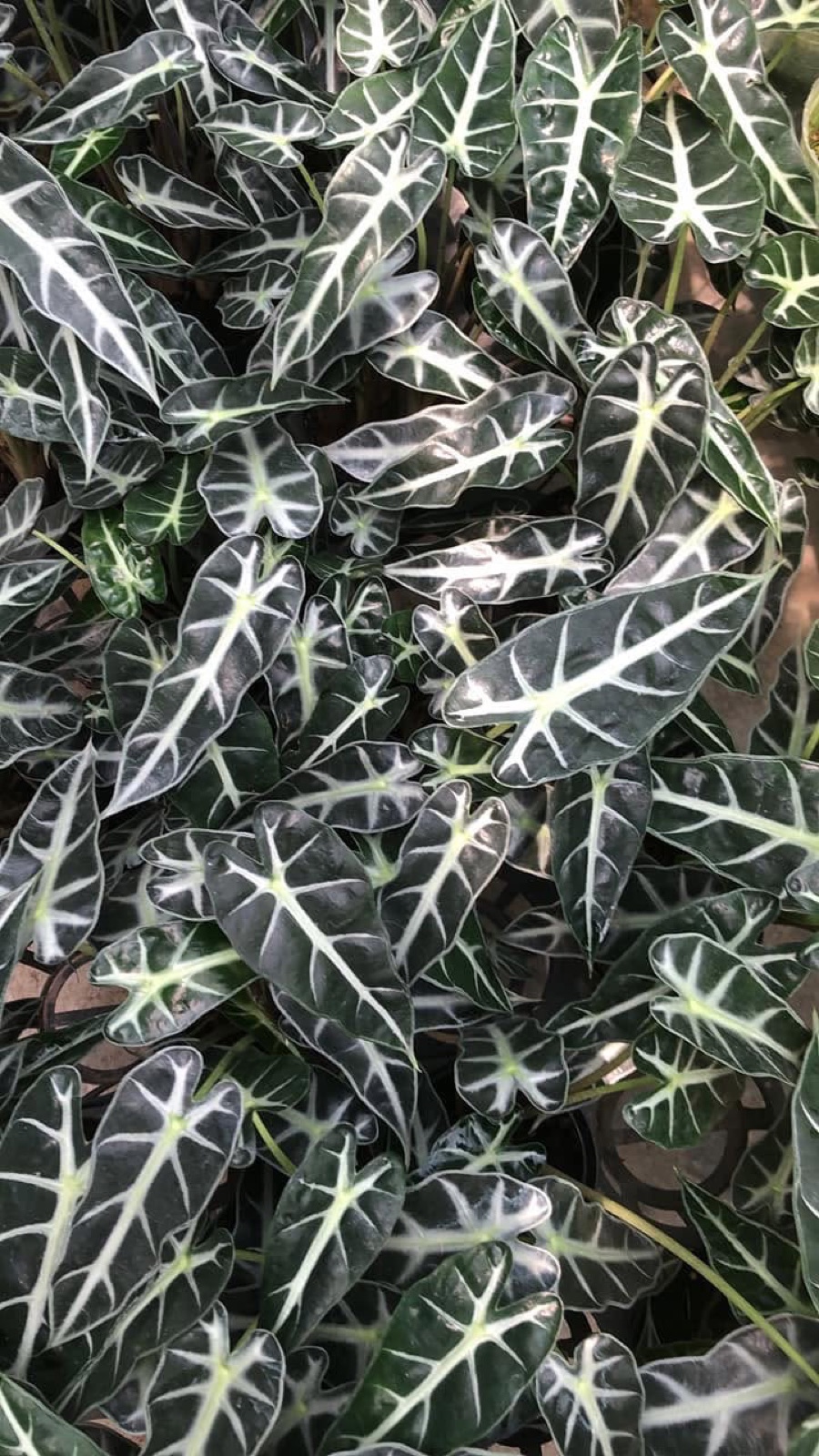 Indoor & Outdoor Plants 23