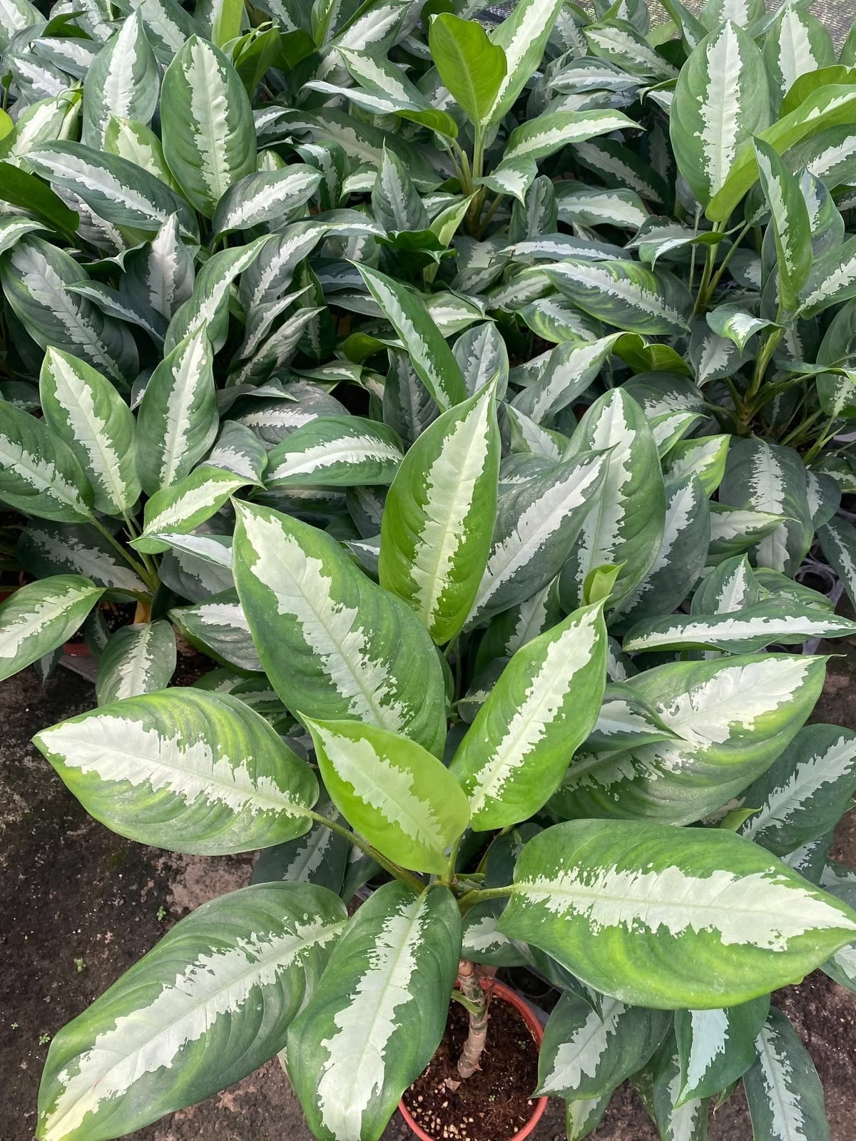 Indoor & Outdoor Plants 24