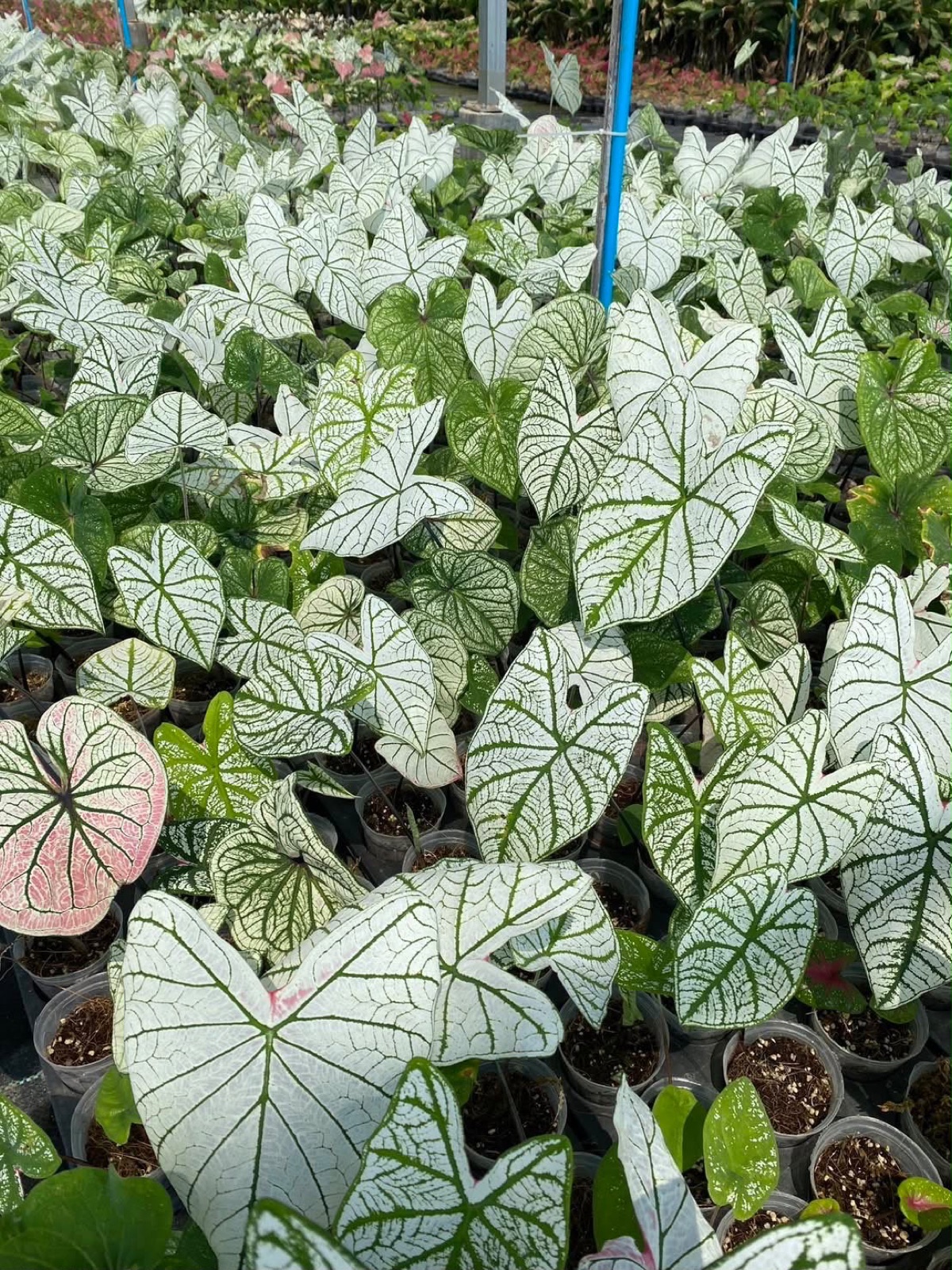 Indoor & Outdoor Plants 25