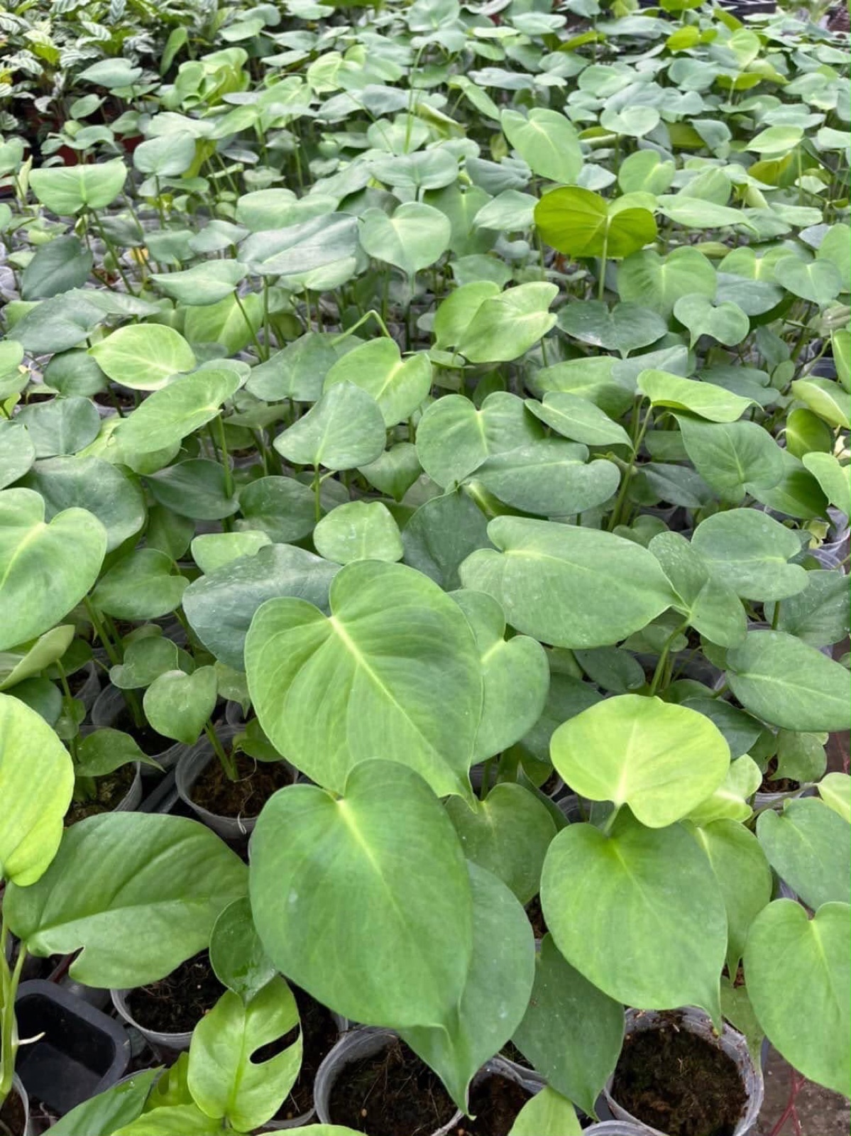 Indoor & Outdoor Plants 26
