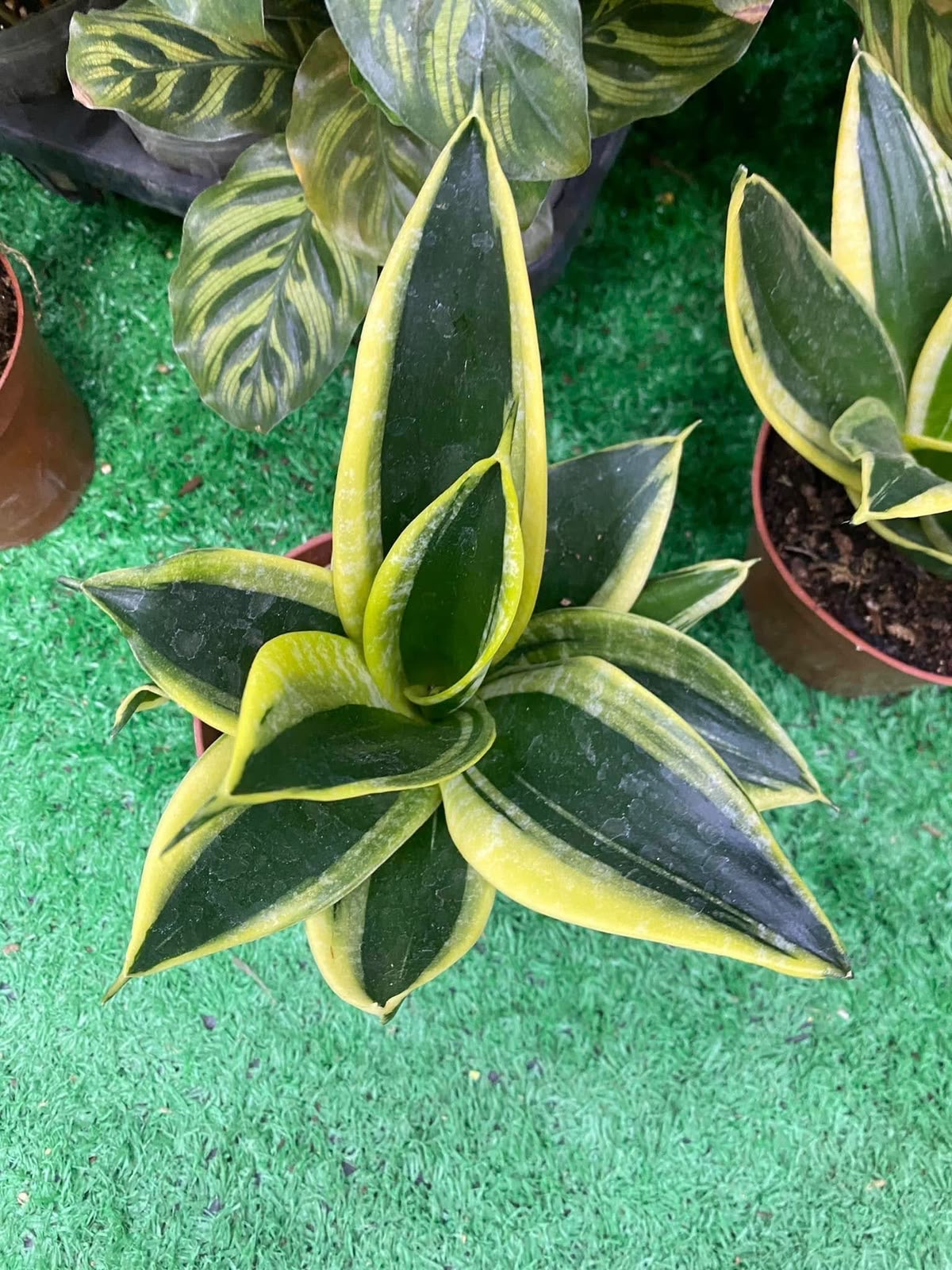 Indoor & Outdoor Plants 27