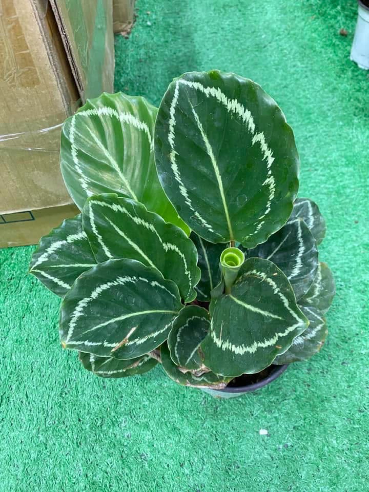 Indoor & Outdoor Plants 28