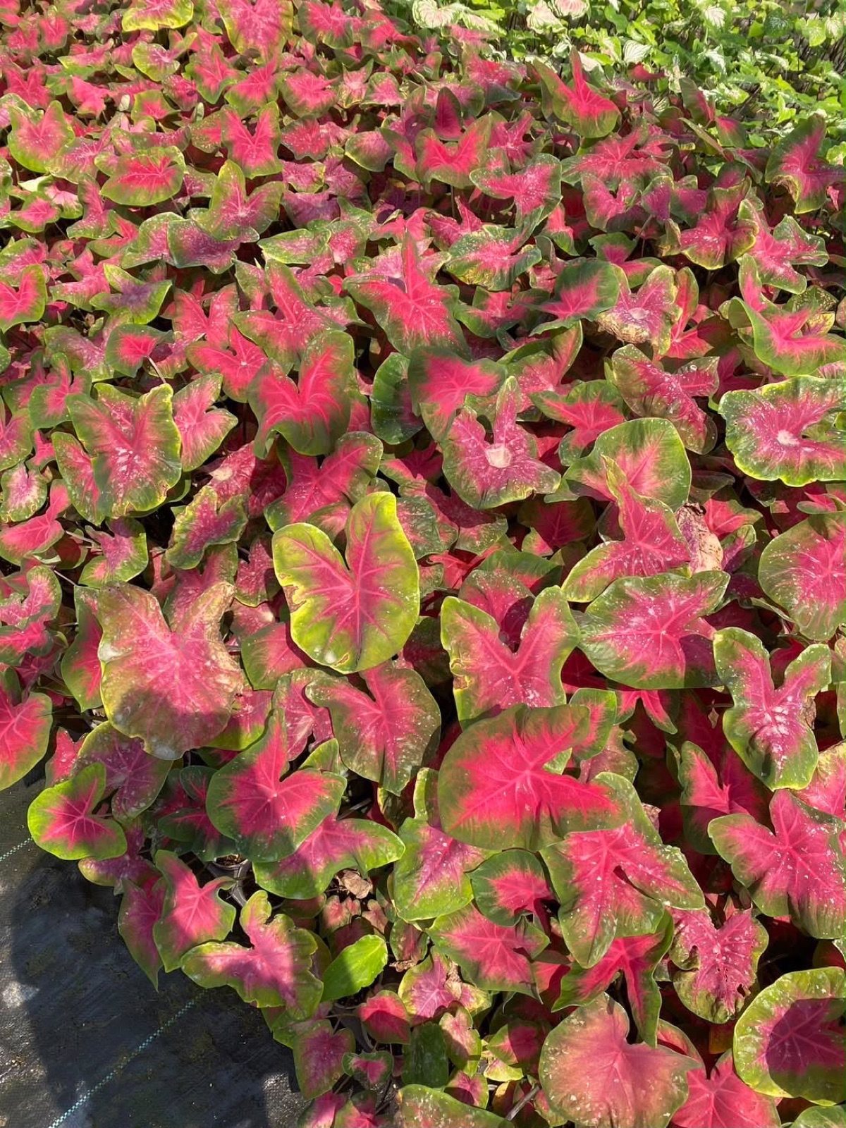Indoor & Outdoor Plants 29