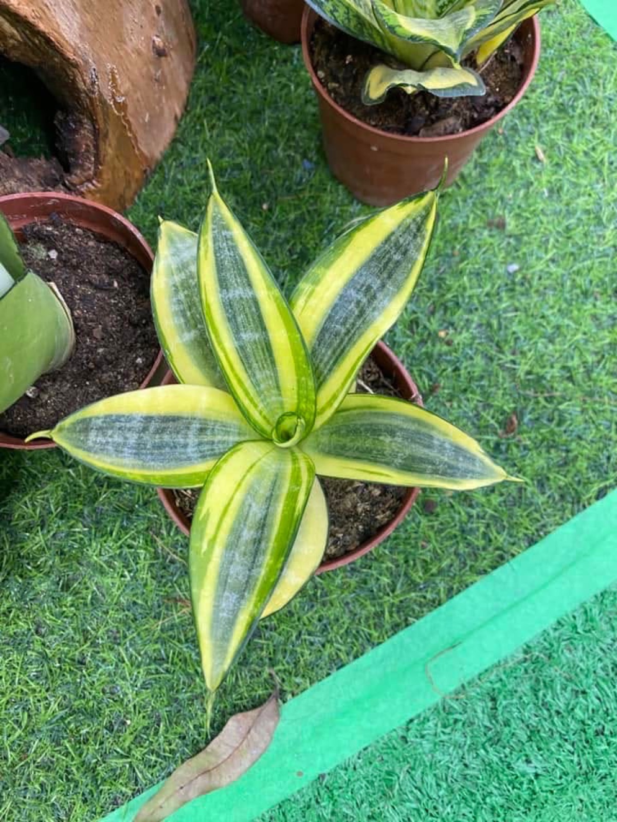 Indoor & Outdoor Plants 30