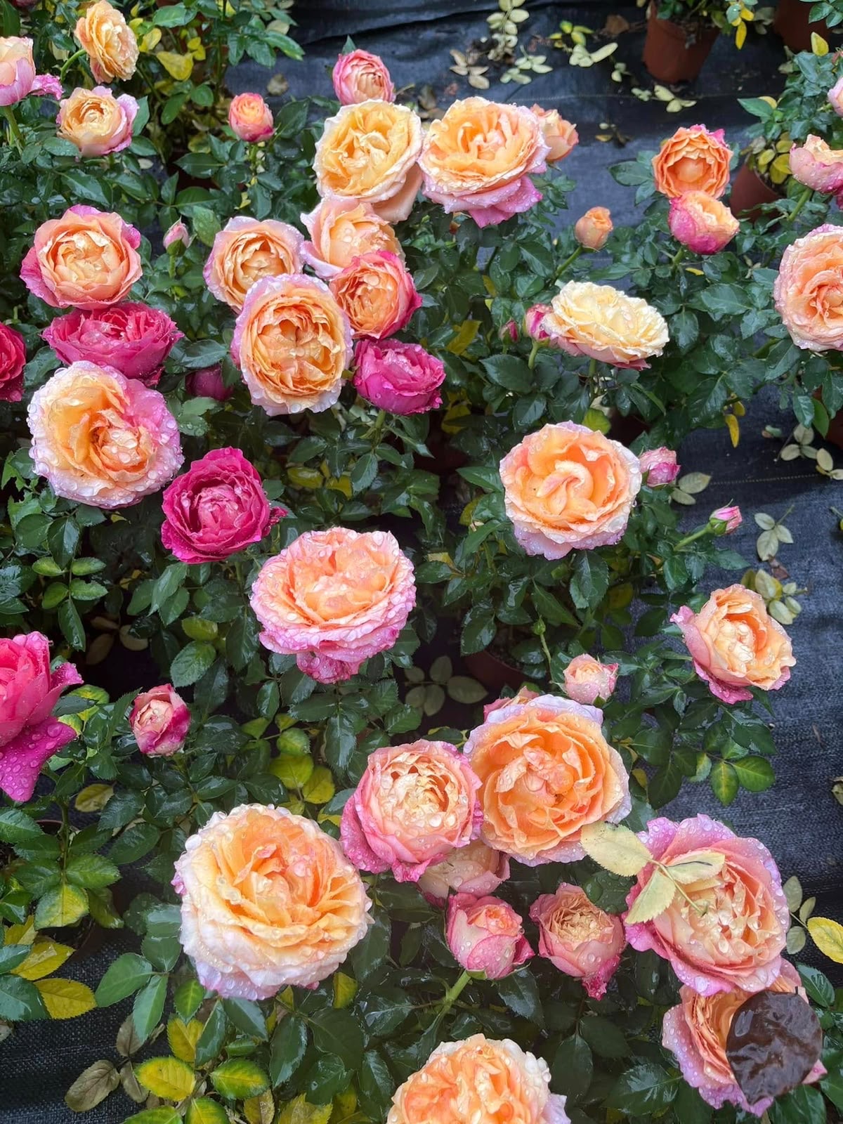 Indoor & Outdoor Plants 31