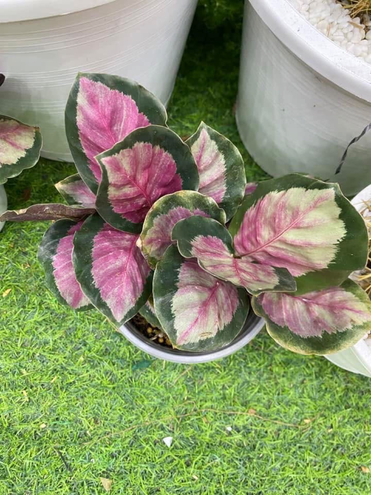 Indoor & Outdoor Plants 32