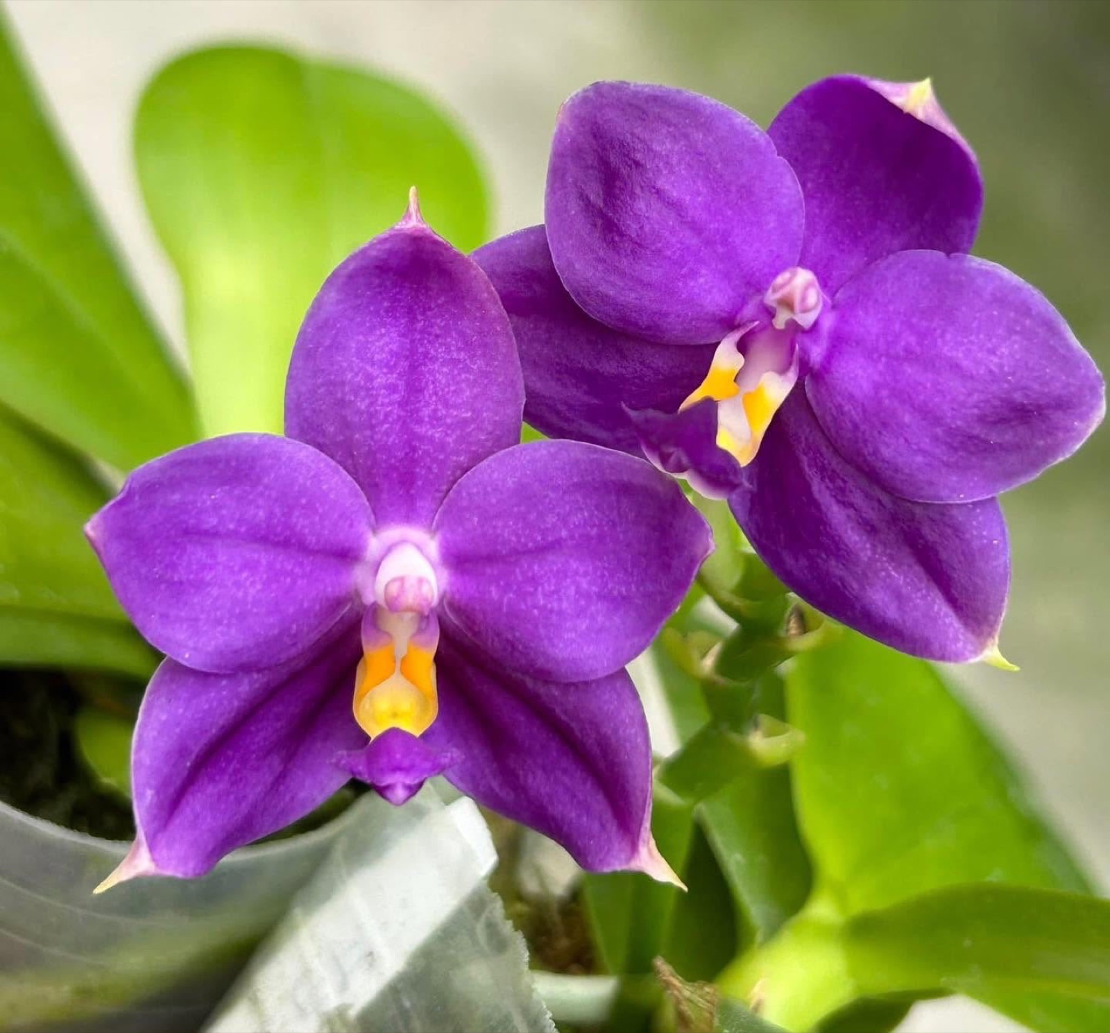 Orchids — Novelty Phalaenopsis 1