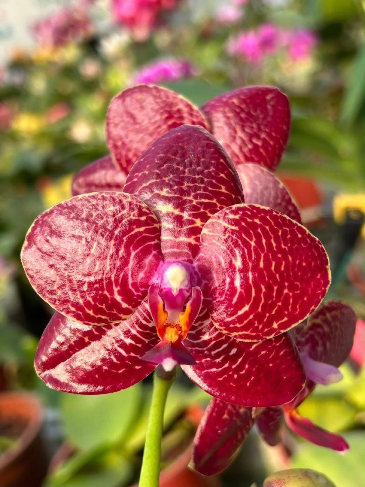 Orchids — Novelty Phalaenopsis 2