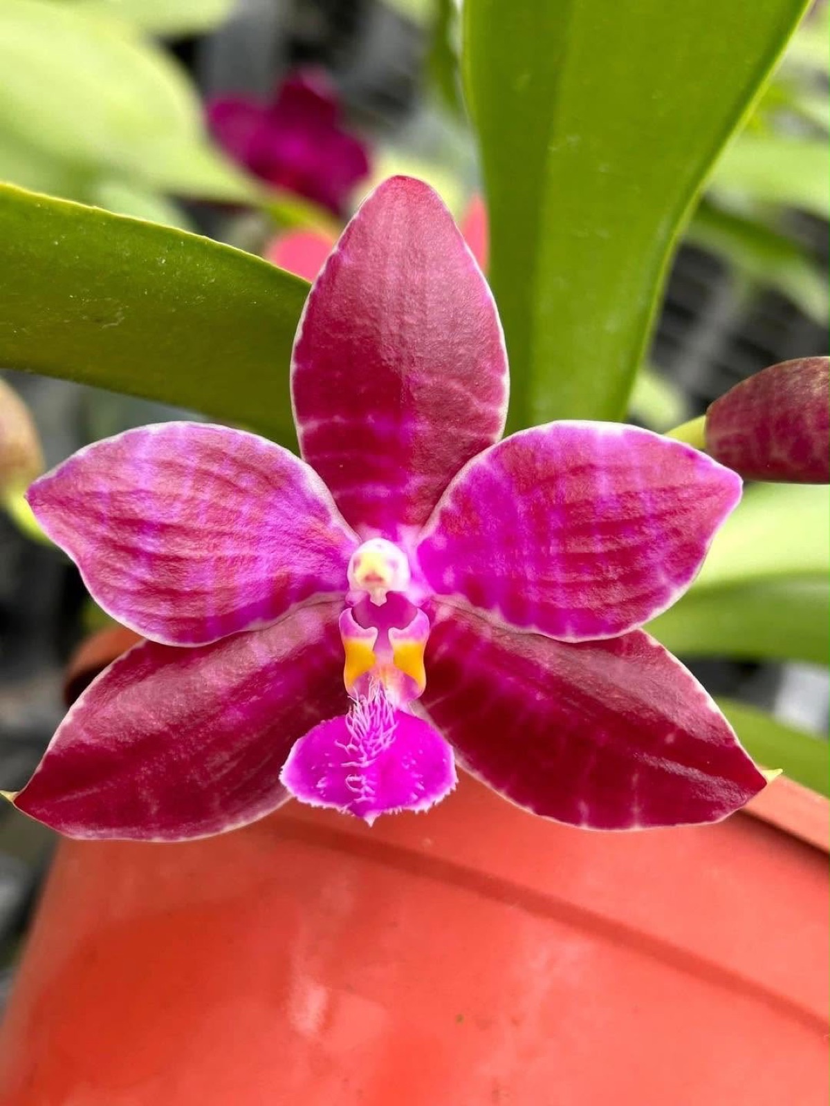 Orchids — Novelty Phalaenopsis 3