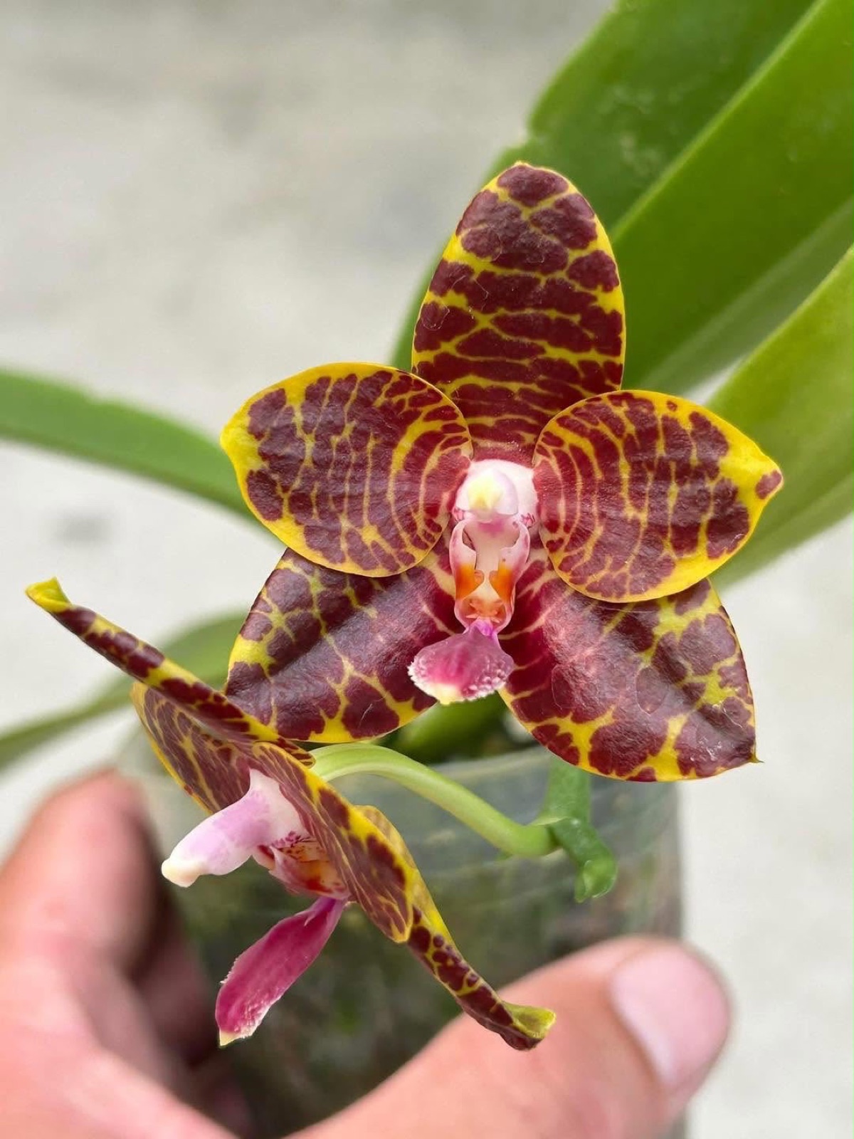 Orchids — Novelty Phalaenopsis 4