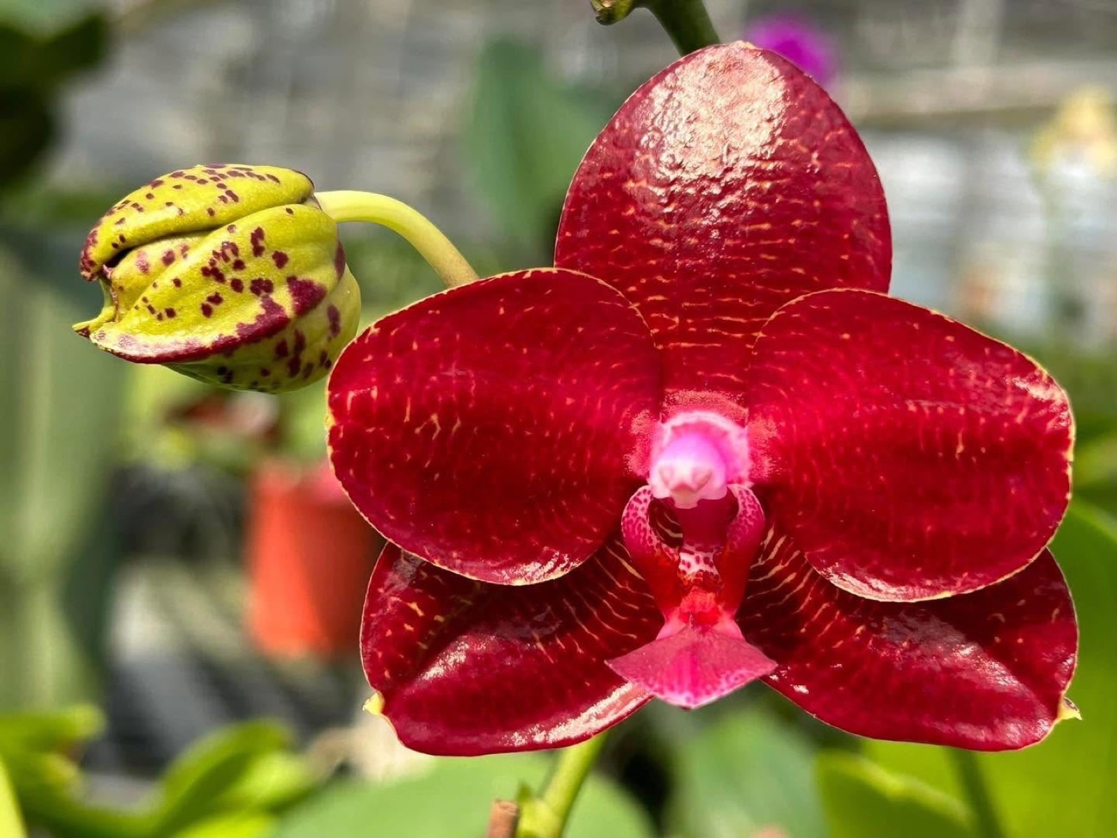 Orchids — Novelty Phalaenopsis 5