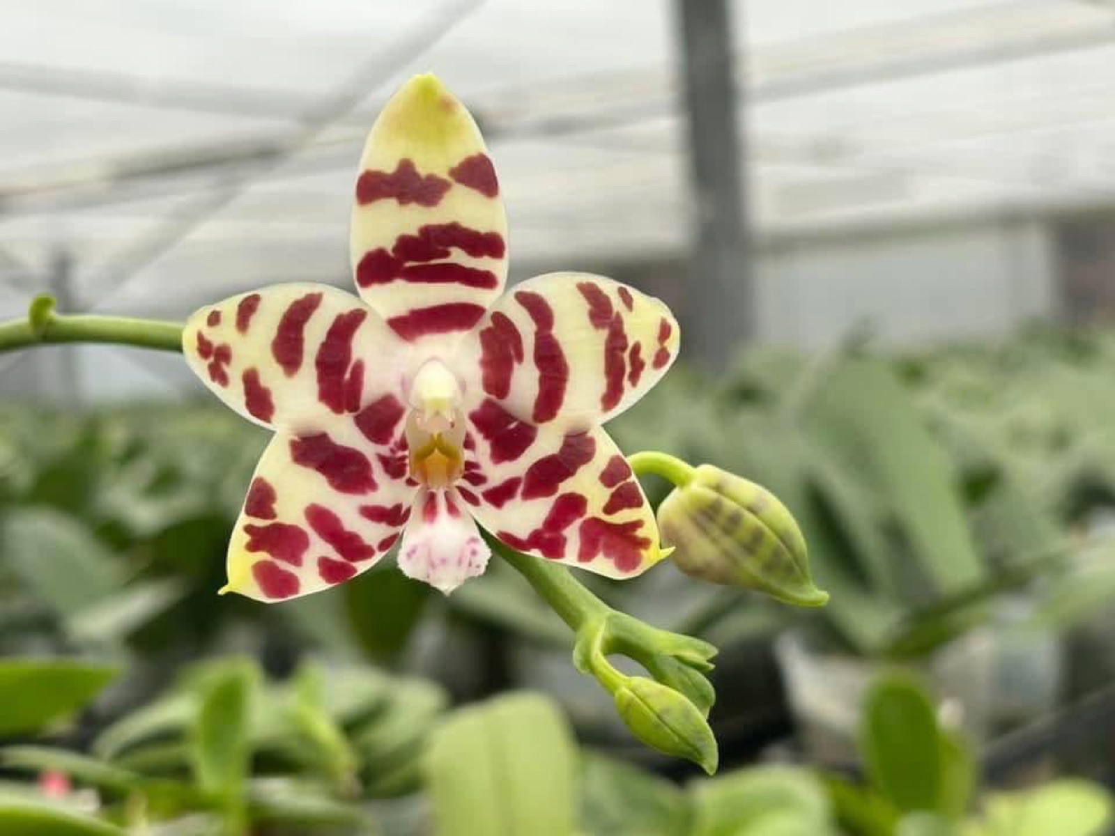 Orchids — Novelty Phalaenopsis 6